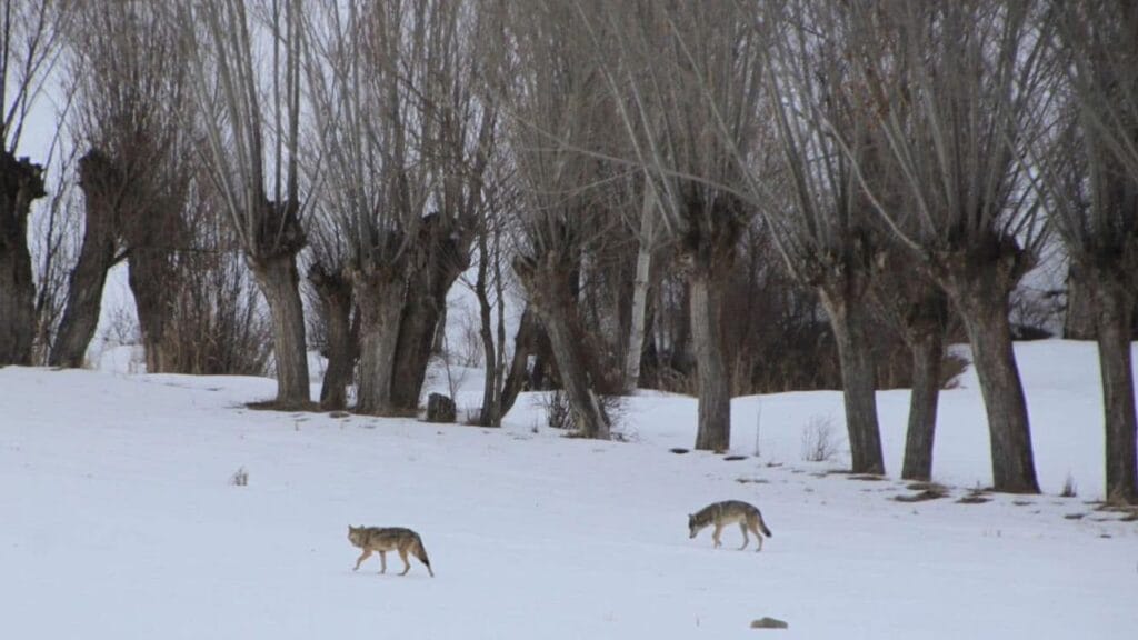 Ispartalı hayvan üreticilerin başı kurtlar dertte