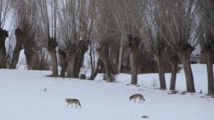 Ispartalı hayvan üreticilerin başı kurtlar dertte