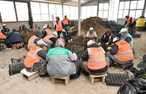 Isparta Belediyesi, mevsimlik çiçekleri kendi seralarında yetiştiriyor – Birlik Haber Ajansı