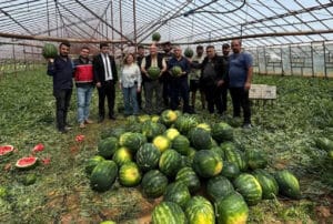 Antalya’da örtü altı karpuz üretimi hasat olgunluğuna ulaştı – Birlik Haber Ajansı