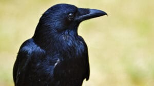 Zekâ sınırları aşılıyor: Kargalar geometrik şekilleri ayırt ediyor – Birlik Haber Ajansı