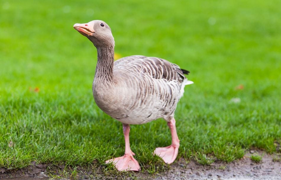 Kanada ordusunda kazlar karargâhı ele geçirdi – Birlik Haber Ajansı