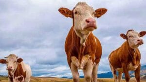 Doğu Anadolu’dan Kurban Bayramı öncesi 80 bin kurbanlık batıya gönderildi – Birlik Haber Ajansı