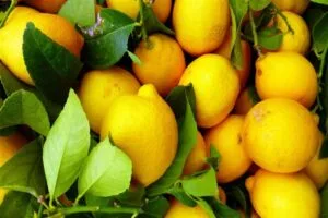 Limon ihracatına geçici durdurma kararı alındı – Birlik Haber Ajansı