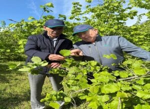 Fındık, yağan kar ve yaşanan don sonrası doğal afet yaşadı – Birlik Haber Ajansı