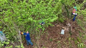 Ordu’da fındık bahçelerinde verim artıyor – Birlik Haber Ajansı