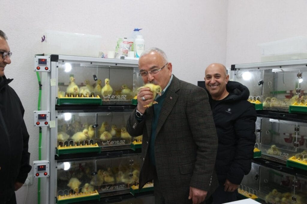 Ordu’da kaz yetiştiriciliği artıyor – Birlik Haber Ajansı