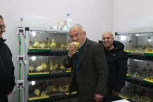 Ordu’da kaz yetiştiriciliği artıyor – Birlik Haber Ajansı