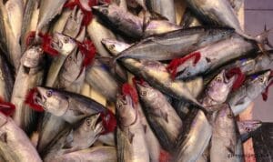 Balıkçılar palamuda doydu, 50 bin ton palamut avlandı – Birlik Haber Ajansı