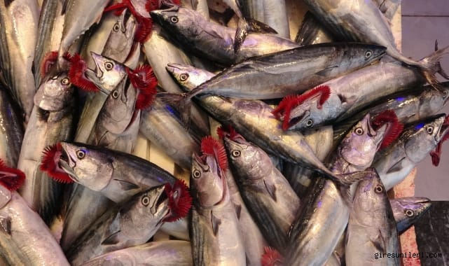 Balıkçılar palamuda doydu, 50 bin ton palamut avlandı – Birlik Haber Ajansı