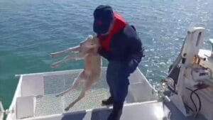 Sahil Güvenlik’den Kuzu Operasyonu – Birlik Haber Ajansı