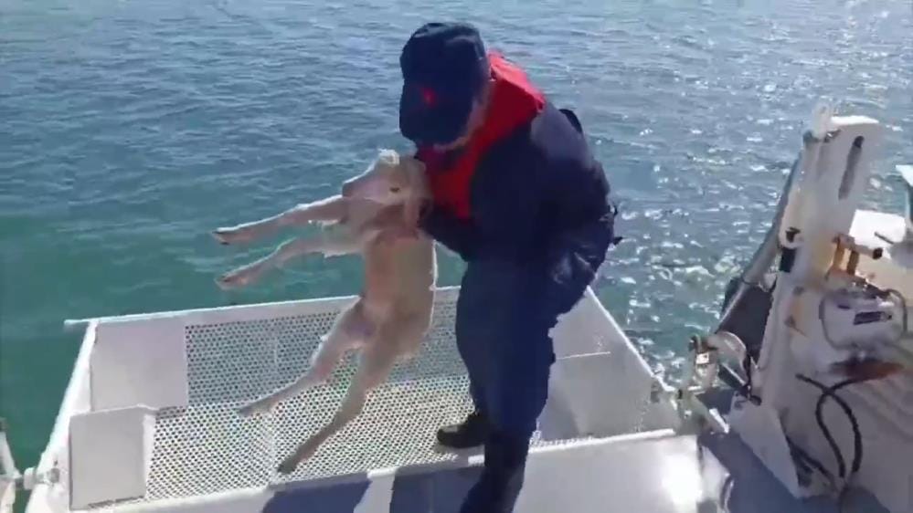 Sahil Güvenlik’den Kuzu Operasyonu – Birlik Haber Ajansı