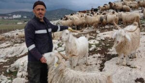 Ispartalı çobanın başı kurtlarla dertte