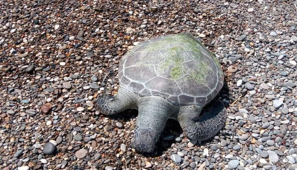 Antalya’da ölü caretta caretta sahile vurdu – Birlik Haber Ajansı