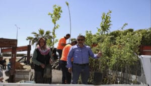 Mersinli çiftçiler Trabzon hurması üretecek – Birlik Haber Ajansı