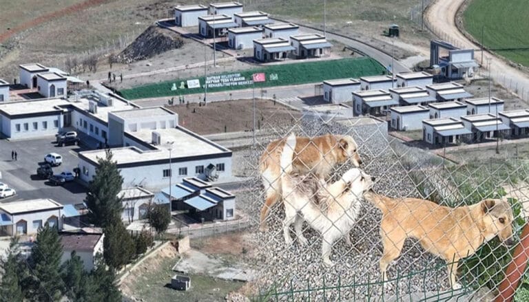 Batman’daki tüm sokak hayvanları toplatıldı – Birlik Haber Ajansı
