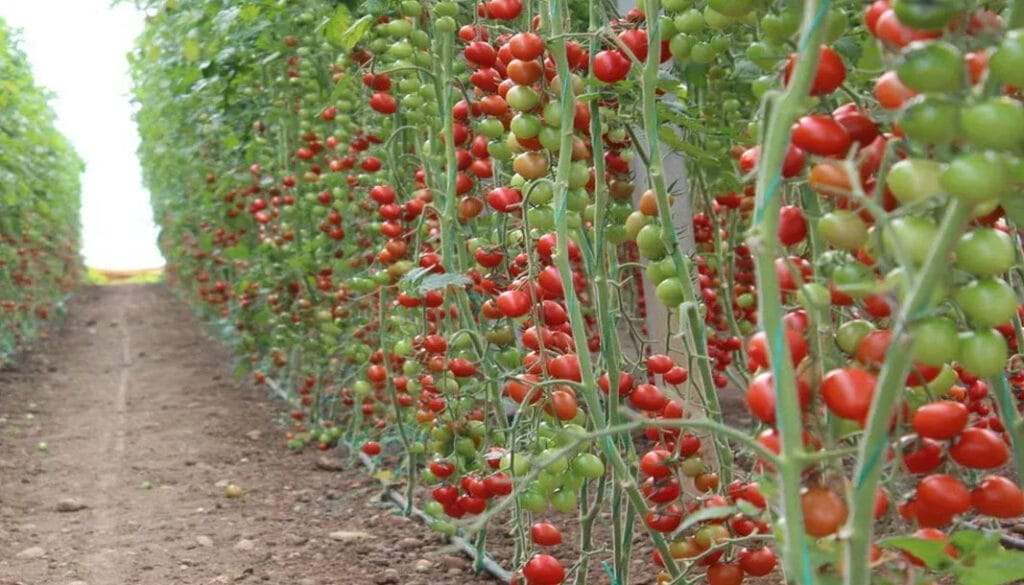 Isparta’da belediye domates fidesi dağıtacak – Birlik Haber Ajansı