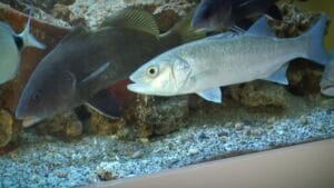 Fransa’dan uzaya balık projesi: Levrekler Ay’a gidiyor – Birlik Haber Ajansı