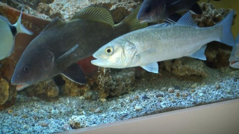 Fransa’dan uzaya balık projesi: Levrekler Ay’a gidiyor – Birlik Haber Ajansı