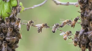İklim değişikliği arı ölümlerini tetikliyor – Birlik Haber Ajansı