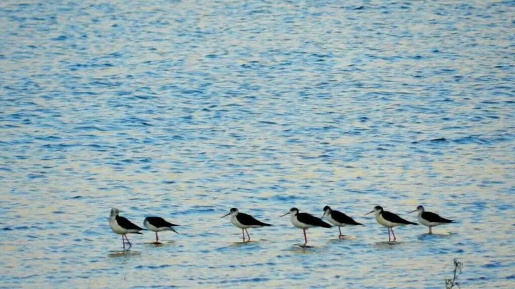 Nallıhan Kuş Cenneti, 8. Foto Safari ile doğa tutkunlarını ağırlayacak – Birlik Haber Ajansı