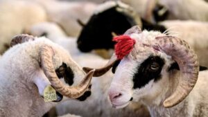 Bakan Yumaklı: Satılamayan kurbanlıkları Et ve Süt Kurumu satın alacak – Birlik Haber Ajansı