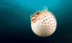 Balon balığı avcılığına verilen destek artırıldı: Kilit türde fiyat yüzde 40 yükseldi – Birlik Haber Ajansı