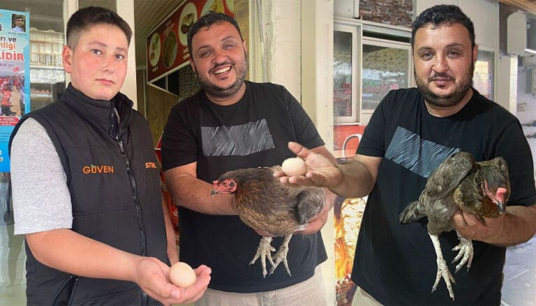 Tavuktan dönerciye sürpriz ziyaret: İçeri girip yumurtladı!