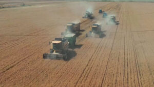 Şanlıurfa Ceylanpınar’da yılın ilk hasadı – Birlik Haber Ajansı