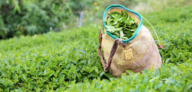 ÇAYKUR, yaş çay alımlarında randevulu sisteme geçiyor – Birlik Haber Ajansı