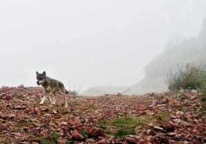 Kurt sürüsü Ağasar’da korkutuyor – Birlik Haber Ajansı