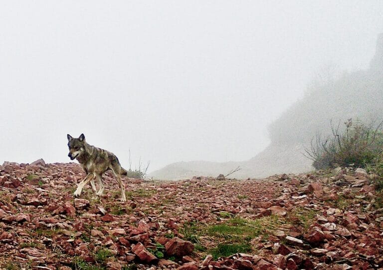 Kurt sürüsü Ağasar’da korkutuyor – Birlik Haber Ajansı