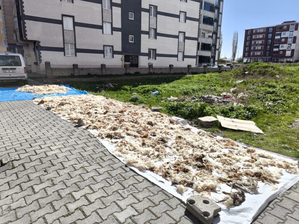 Kars’ta yün yıkama geleneği devam ediyor – Birlik Haber Ajansı