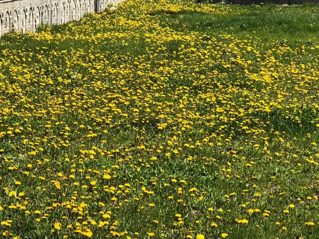 Kars’ta rengarenk çiçekler kartpostallık manzaralar oluşturdu – Birlik Haber Ajansı