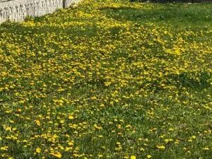 Kars’ta rengarenk çiçekler kartpostallık manzaralar oluşturdu – Birlik Haber Ajansı