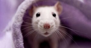 Fareler şehri ele geçiriyor: Ölümcül bakteri yayılıyor! – Birlik Haber Ajansı