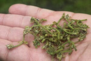 Ordu’da zirai don bahçeleri vurdu, zarar yüzde 90’a dayandı! – Birlik Haber Ajansı