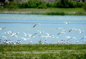 Nallıhan’da Foto Safari heyecanı başlıyor – Birlik Haber Ajansı