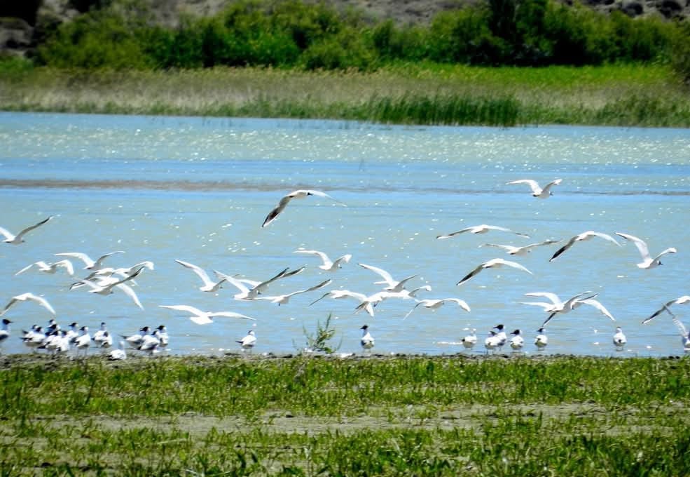 Nallıhan’da Foto Safari heyecanı başlıyor – Birlik Haber Ajansı