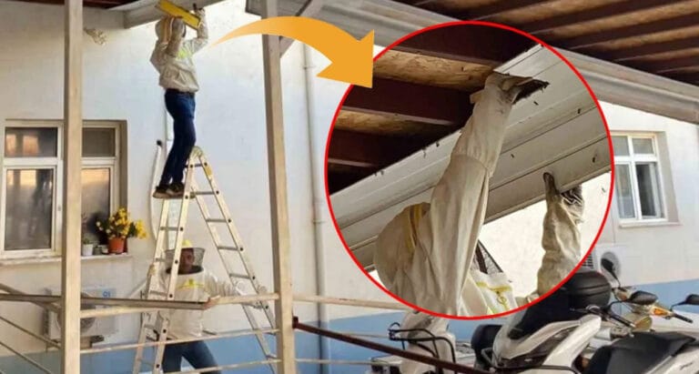 Serik’te hastane bahçesinde oğul veren arılar güvenle taşındı – Birlik Haber Ajansı