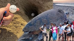 Belek kumsalında caretta carettalar ilk yuvalarını yaptı – Birlik Haber Ajansı