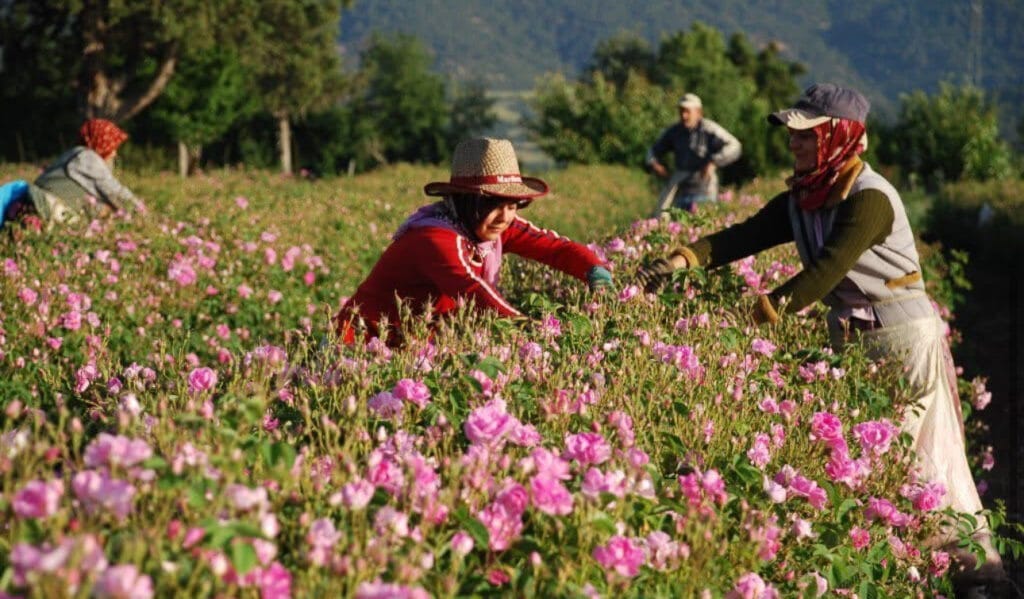 Isparta’da gül hasadı başladı – Birlik Haber Ajansı