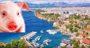 Antalya’da domuz eti skandalı! Tarım ve Orman Bakanlığı ifşa etti – Birlik Haber Ajansı