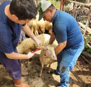 Antalya’da yayla göçü öncesi küçükbaşlara aşı ve kimliklendirme hız kazandı – Birlik Haber Ajansı