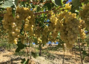Kaş’ın ilk tescilli ürünü Margaz üzümü oldu – Birlik Haber Ajansı