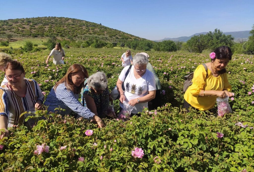Isparta’ya gül turizminde bu yıl rekor ziyaretçi bekleniyor – Birlik Haber Ajansı
