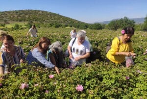 Isparta’ya gül turizminde bu yıl rekor ziyaretçi bekleniyor – Birlik Haber Ajansı