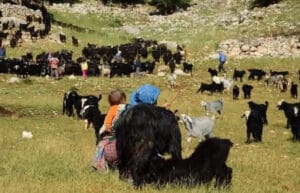 Antalya’da serin diyarlara göç: Yörükler yayla yolunda – Birlik Haber Ajansı