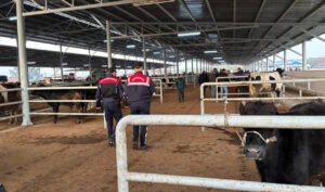 Jandarma besicileri uyardı! Ahır çevresinde köpek bulundurun – Birlik Haber Ajansı