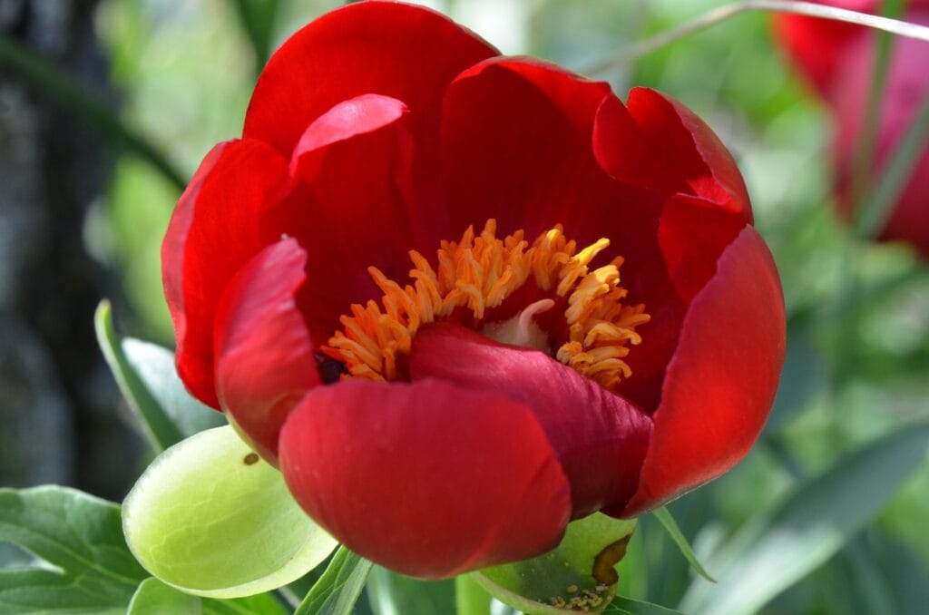 Uşak’ın kırmızı hazinesi: İtecik lalesi açtı – Birlik Haber Ajansı